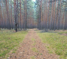 Прирезка лесных участков Кадастровые работы в Краснодаре